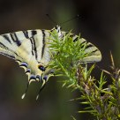 zebra butterfly